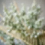 Beautifully arranged eucalyptus branches showcasing their silvery-green hues