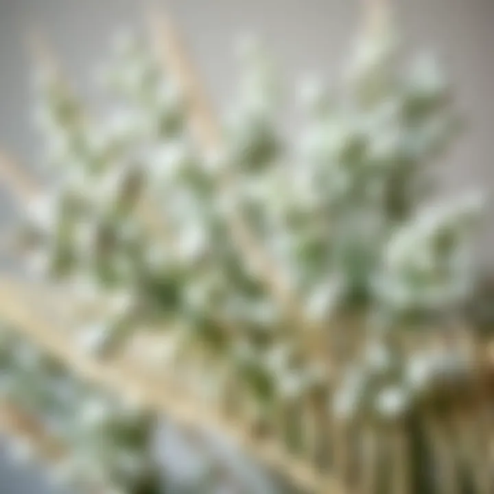 Beautifully arranged eucalyptus branches showcasing their silvery-green hues