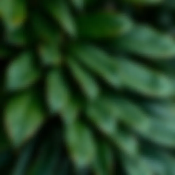 Close-up of eucalyptus leaves emphasizing their texture and unique shape