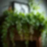 Lush arrangement of artificial vines cascading from a shelf