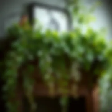 Lush Arrangement of Artificial Vines Lush arrangement of artificial vines cascading from a shelf