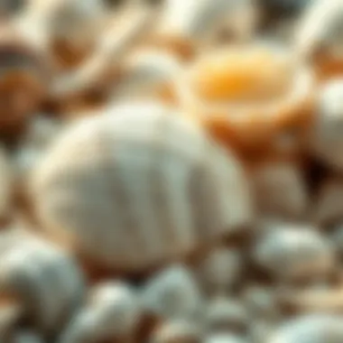A collection of seashells emphasizing their natural beauty