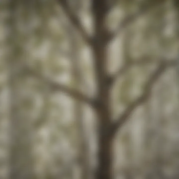 Close-up of tree pattern detail on sheer fabric showcasing nature-inspired design